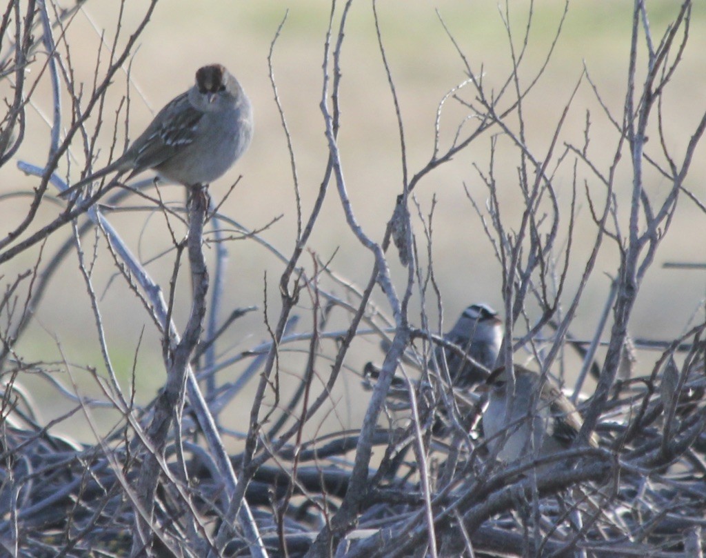 White-crowned Sparrow - David Brotherton, cc