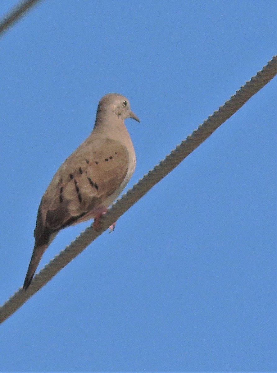 Plain-breasted Ground Dove - ML293834961