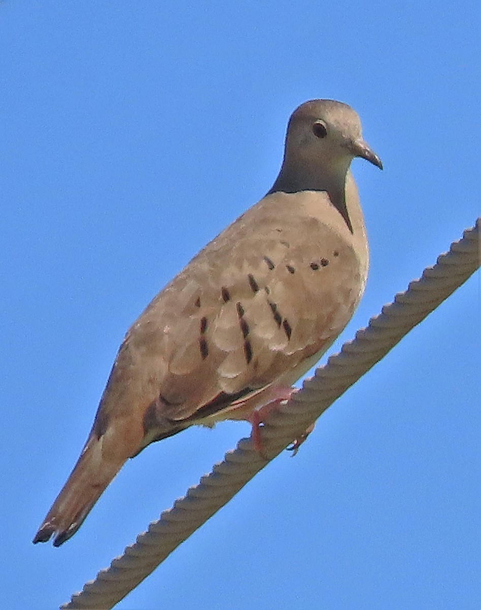 Plain-breasted Ground Dove - Alfonso Auerbach