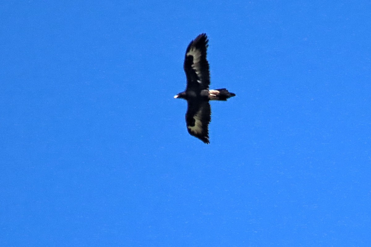 Wedge-tailed Eagle - Bill de Belin