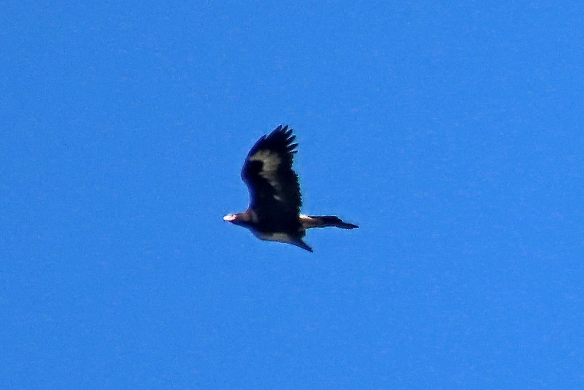 Wedge-tailed Eagle - ML293835591