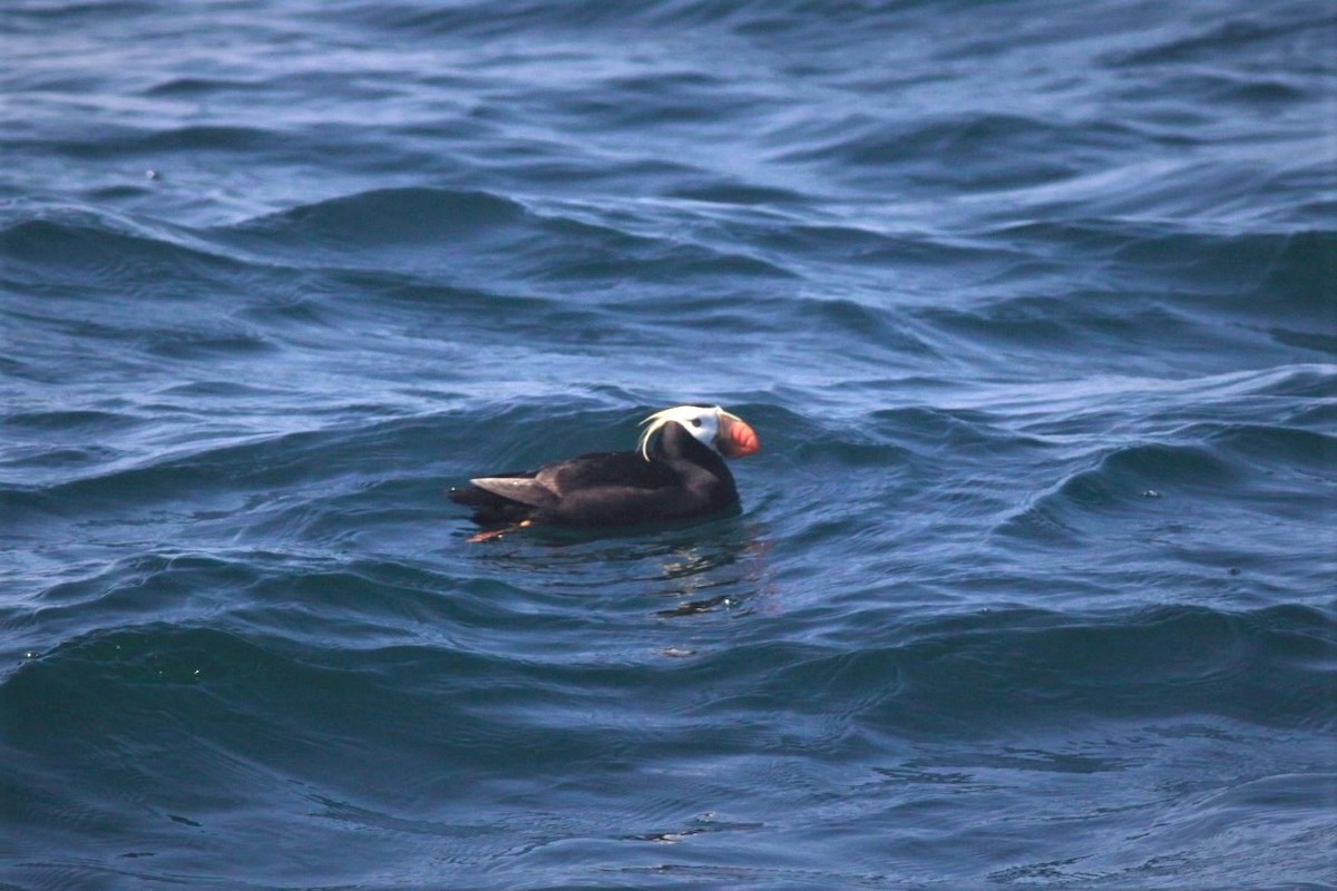 Tufted Puffin - ML293836881