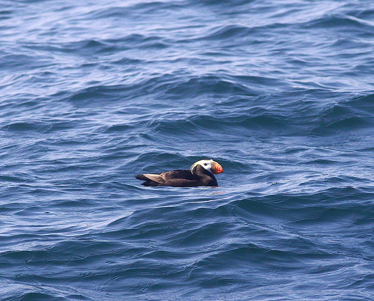 Tufted Puffin - ML293836911