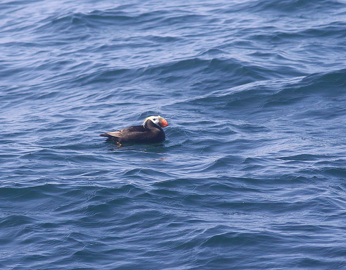 Tufted Puffin - ML293836921