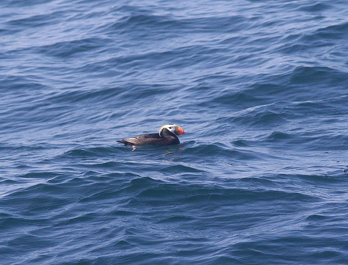 Tufted Puffin - ML293836931