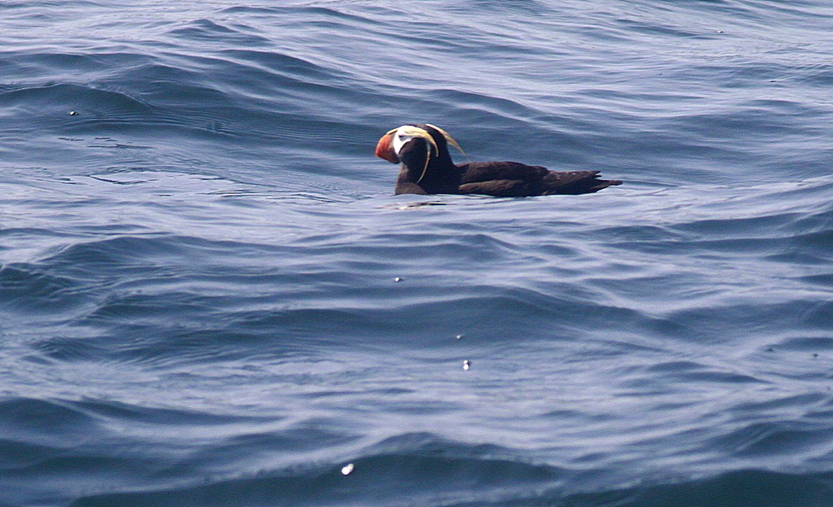 Tufted Puffin - ML293836951