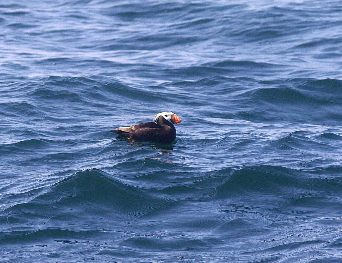 Tufted Puffin - ML293837021