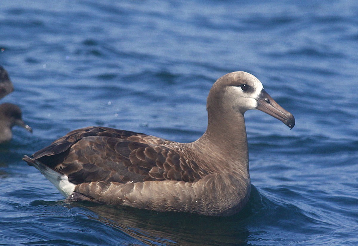 Black-footed Albatross - Jim Beeke