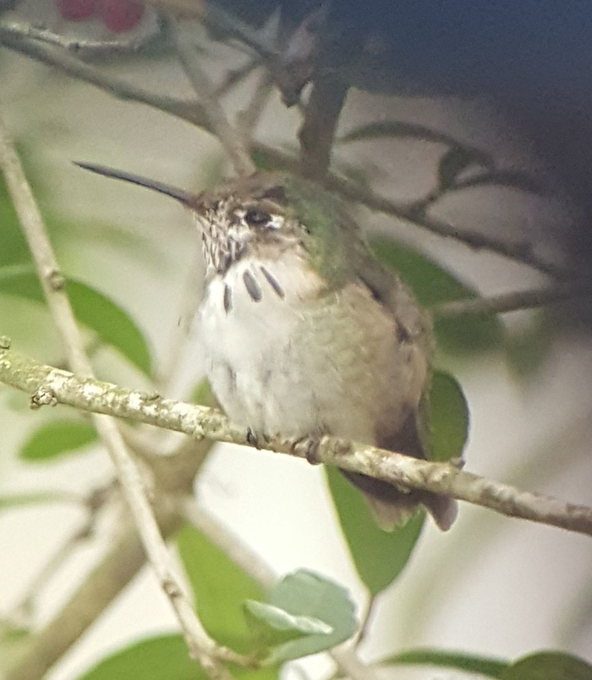 Calliope Hummingbird - ML293844431