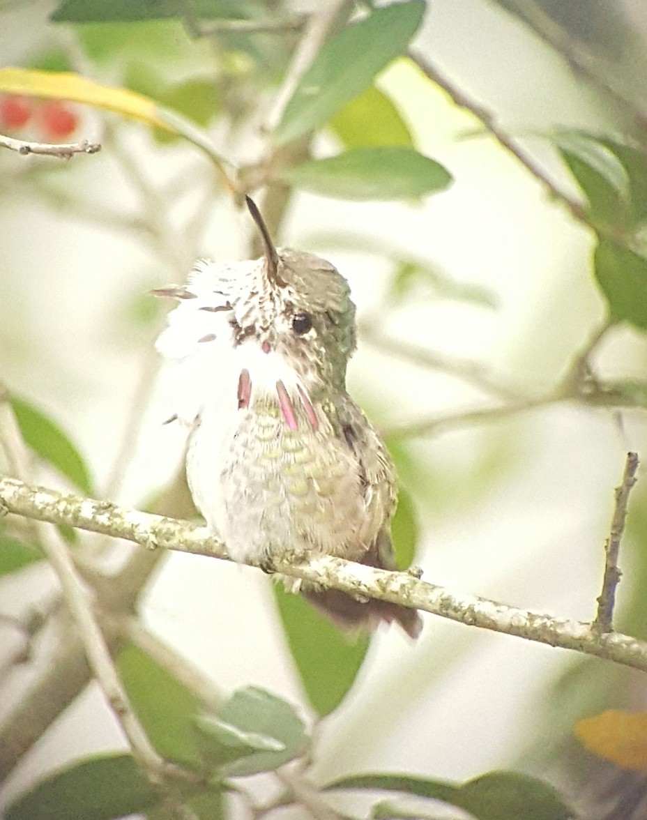 Calliope Hummingbird - ML293844441
