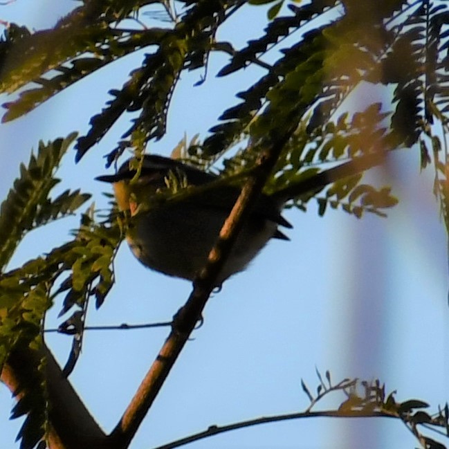 Rufous-capped Warbler - ML293848561