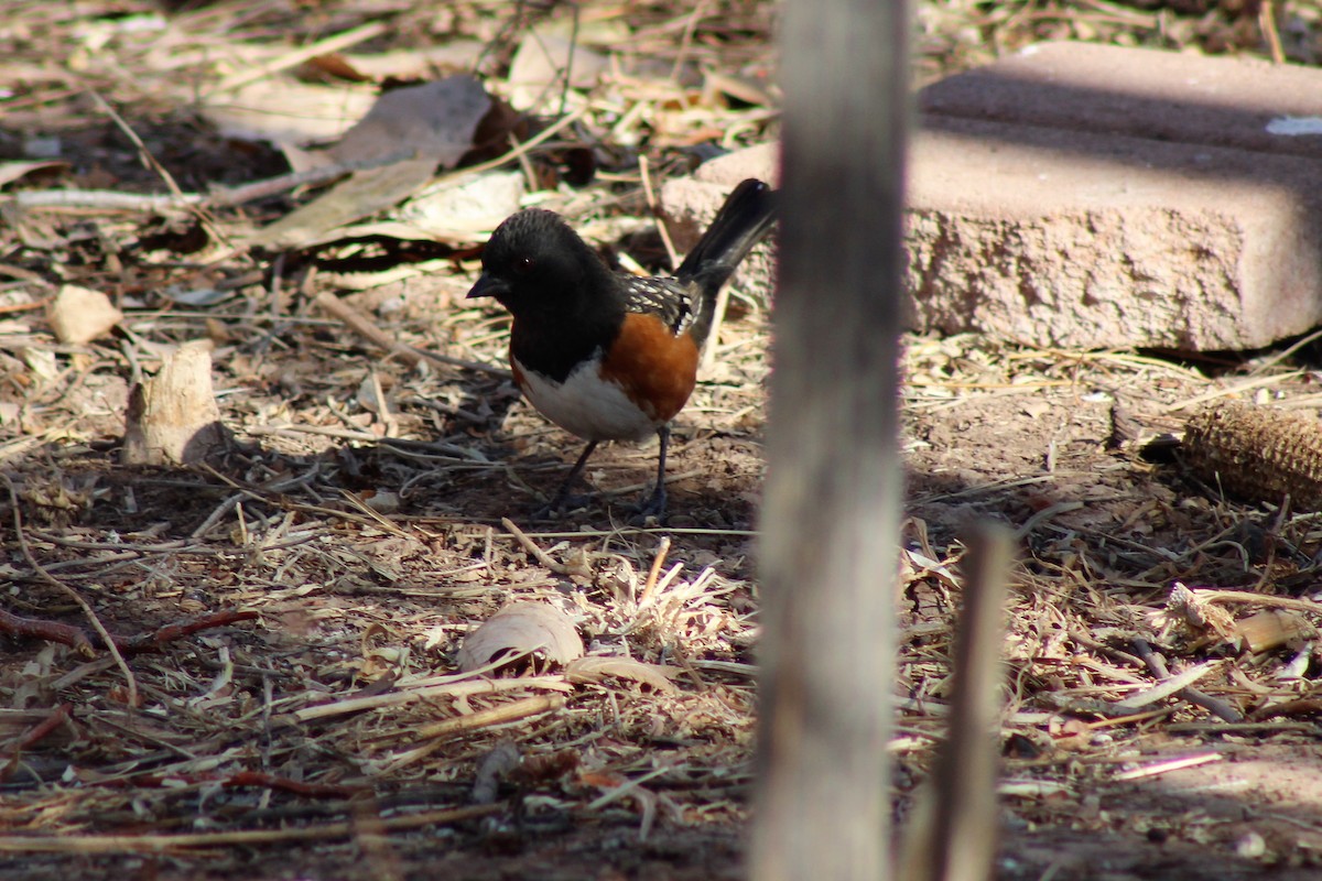 Spotted Towhee - ML293849391