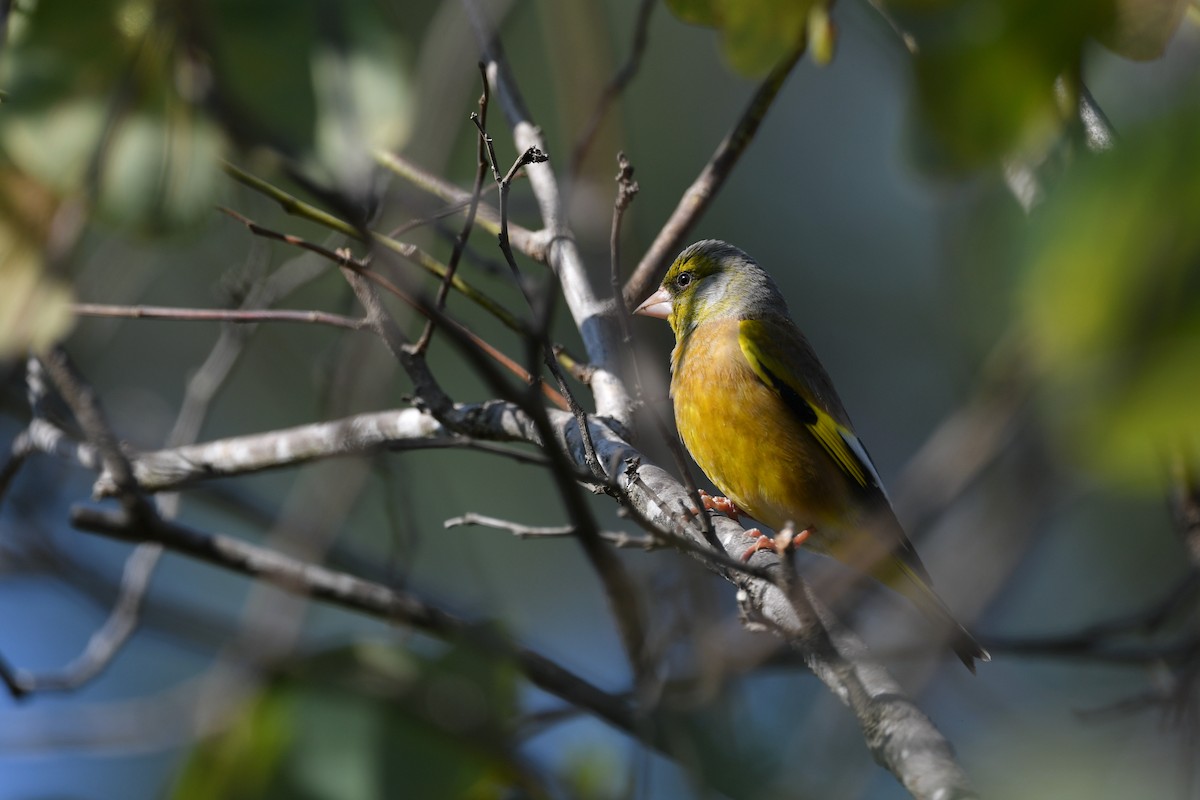 Oriental Greenfinch - Ting-Wei (廷維) HUNG (洪)