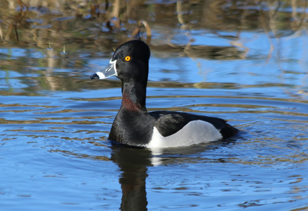 Ring-necked Duck - ML293855821