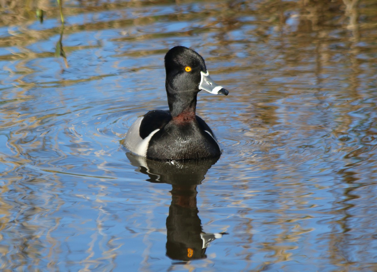 Ring-necked Duck - ML293855871