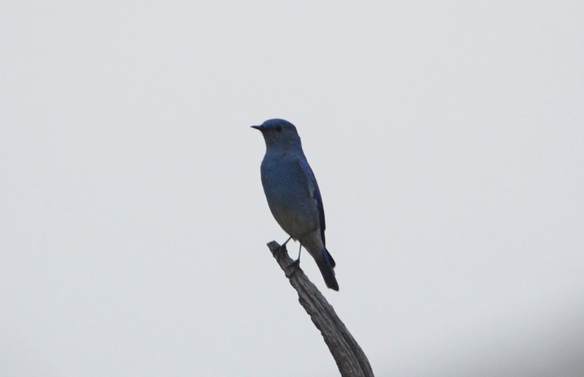 Mountain Bluebird - Joaquin Galindo
