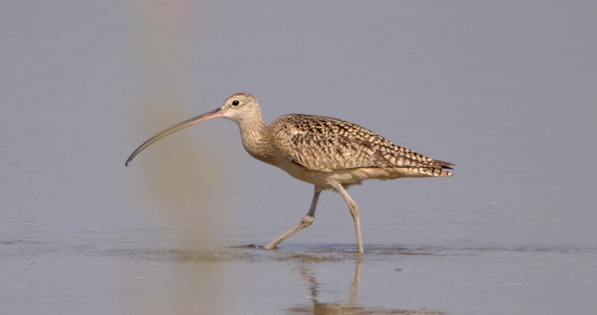 Long-billed Curlew - ML293862161