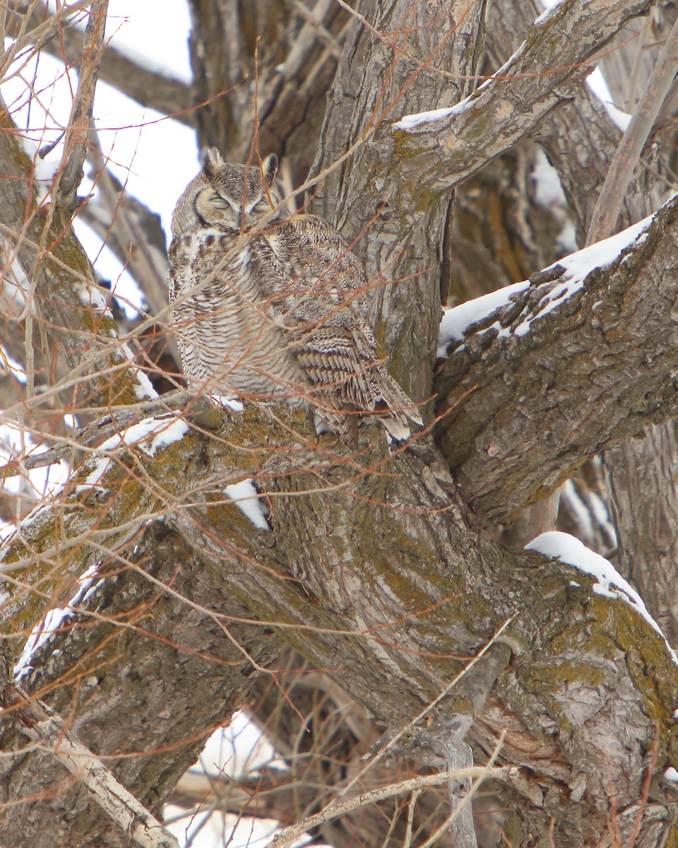 Great Horned Owl - ML293862211