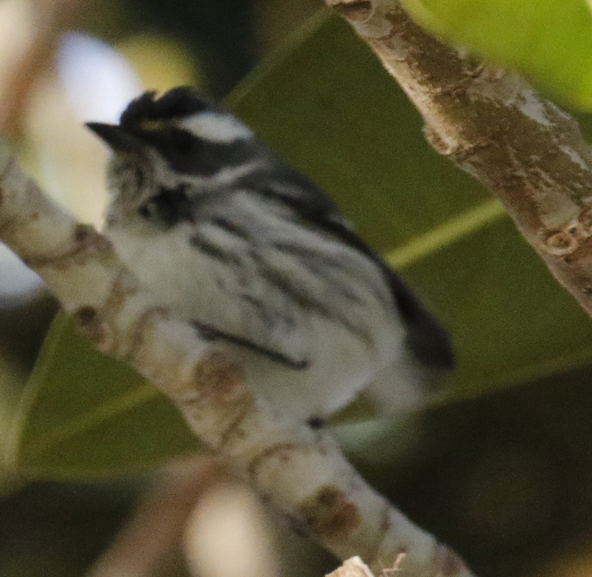 Black-throated Gray Warbler - George Nothhelfer