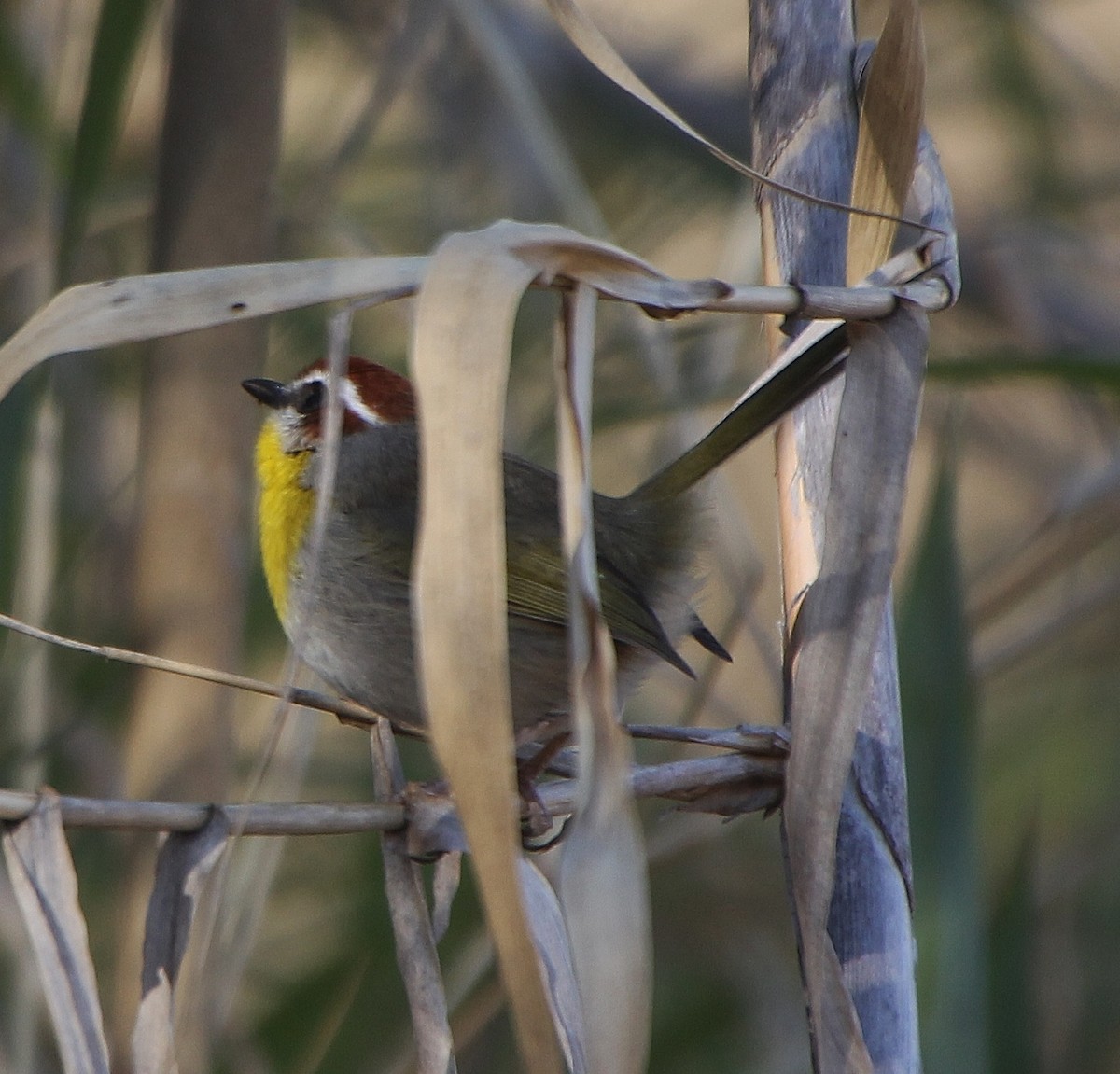Rufous-capped Warbler - ML293867921