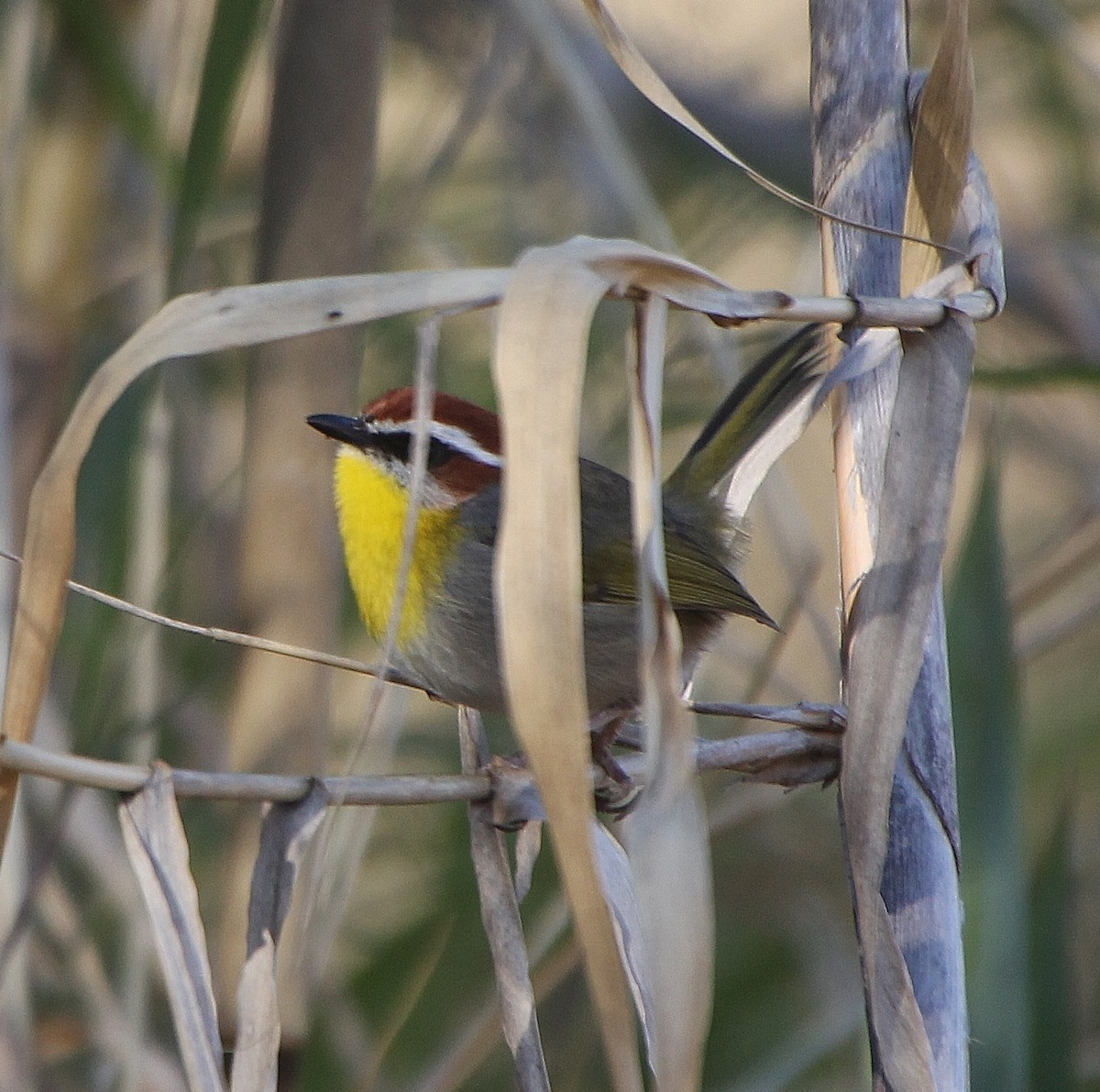 Rufous-capped Warbler - ML293867961