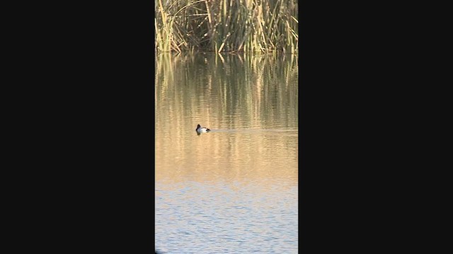 Greater Scaup - ML293870091