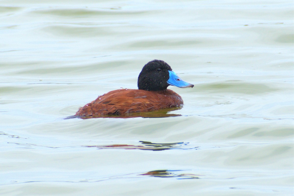 Andean Duck - ML293877221