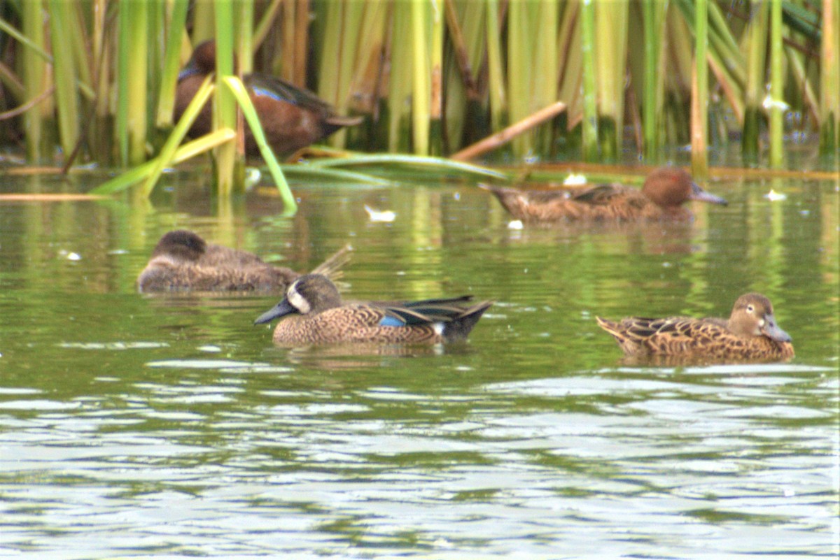 Blue-winged Teal - ML293877341