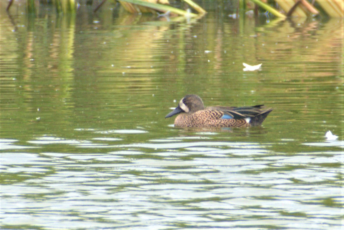 Blue-winged Teal - ML293877351