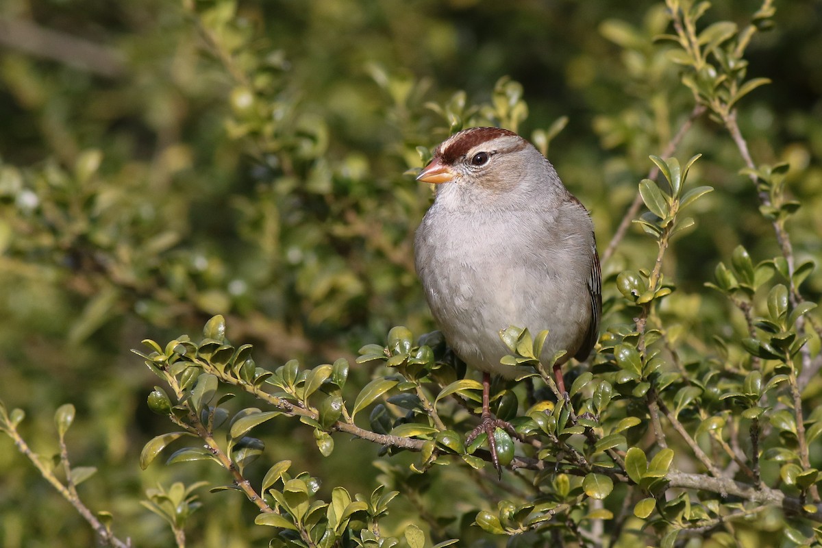 White-crowned Sparrow - Baxter Beamer