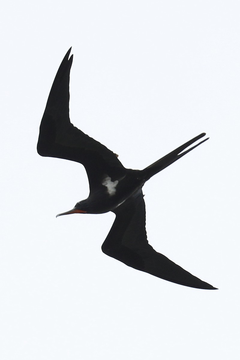 Lesser Frigatebird - ML293880101
