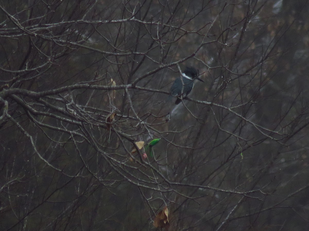 Belted Kingfisher - ML293880701