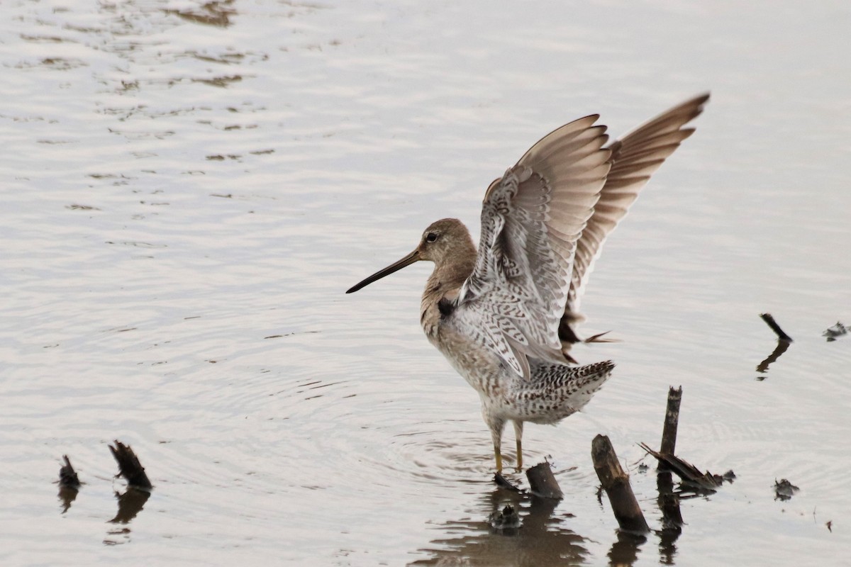 Long-billed Dowitcher - Angel Zakharia