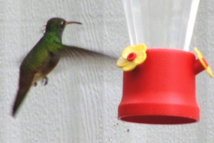 Buff-bellied Hummingbird - Jane Mann