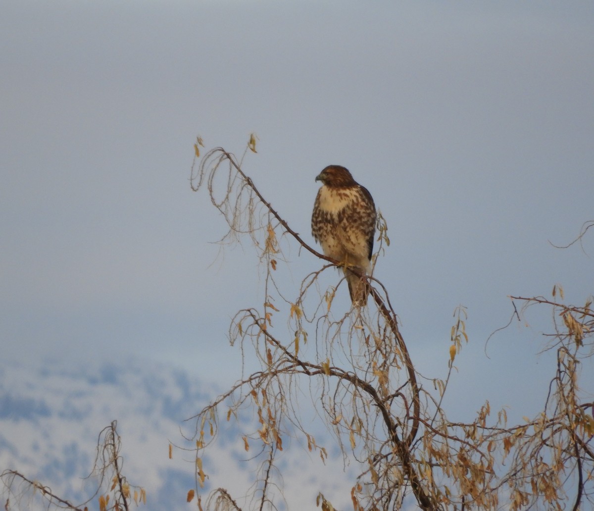 Red-tailed Hawk (calurus/alascensis) - ML293888431