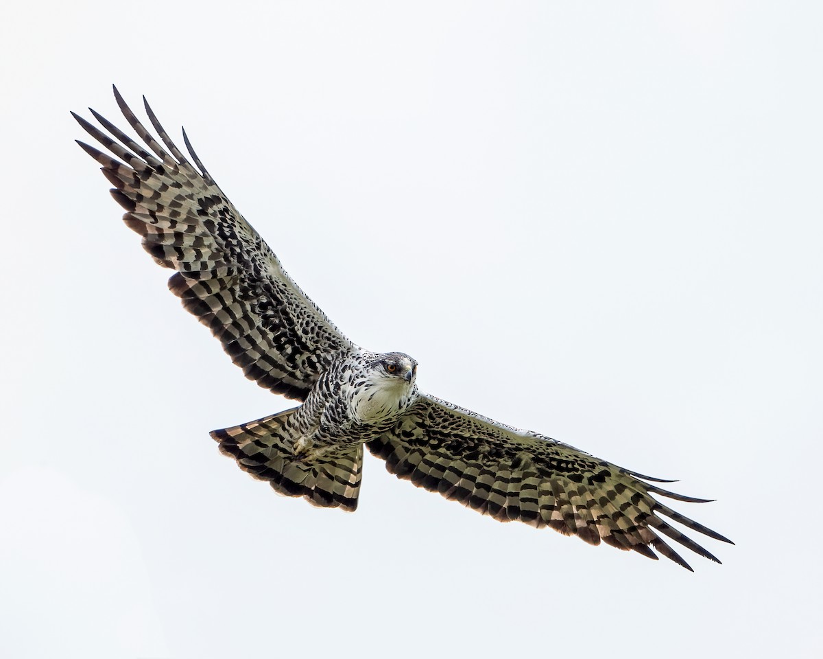 Ayres's Hawk-Eagle - Sean Davis