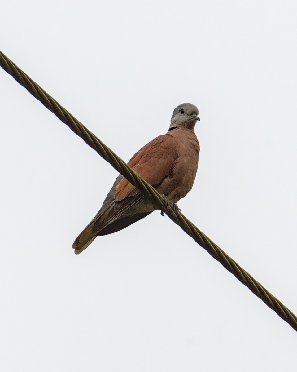 Red Collared-Dove - ML293890711