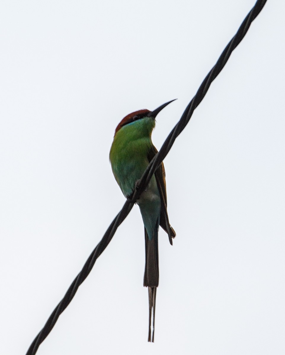 Rufous-crowned Bee-eater - ML293892911