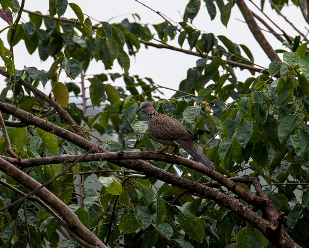 Spotted Dove - ML293898961