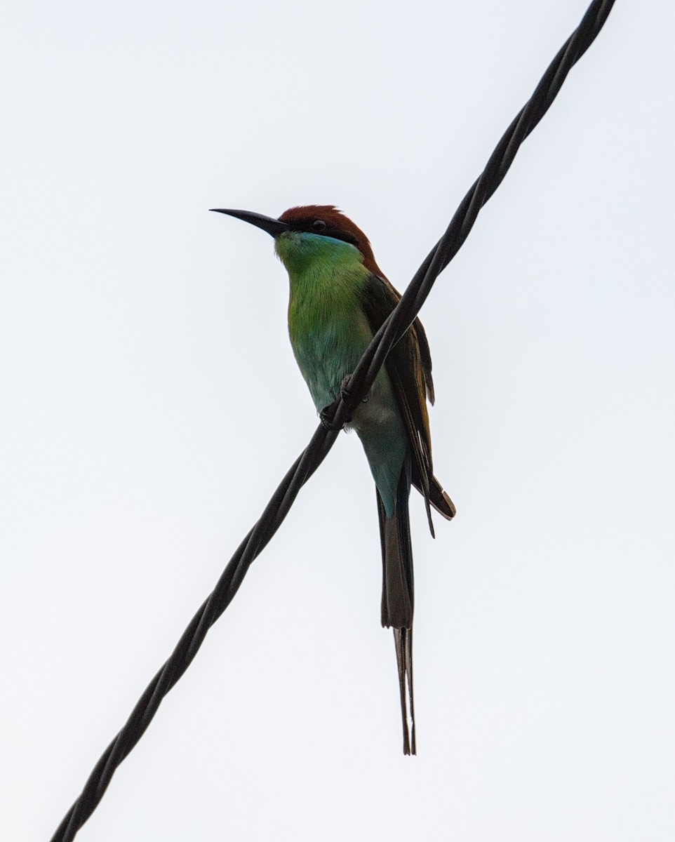 Rufous-crowned Bee-eater - Joseph Riel Senga