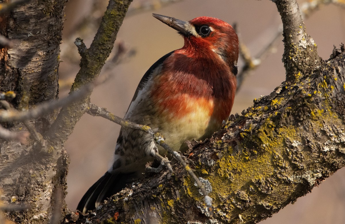 Red-breasted Sapsucker - ML293900141