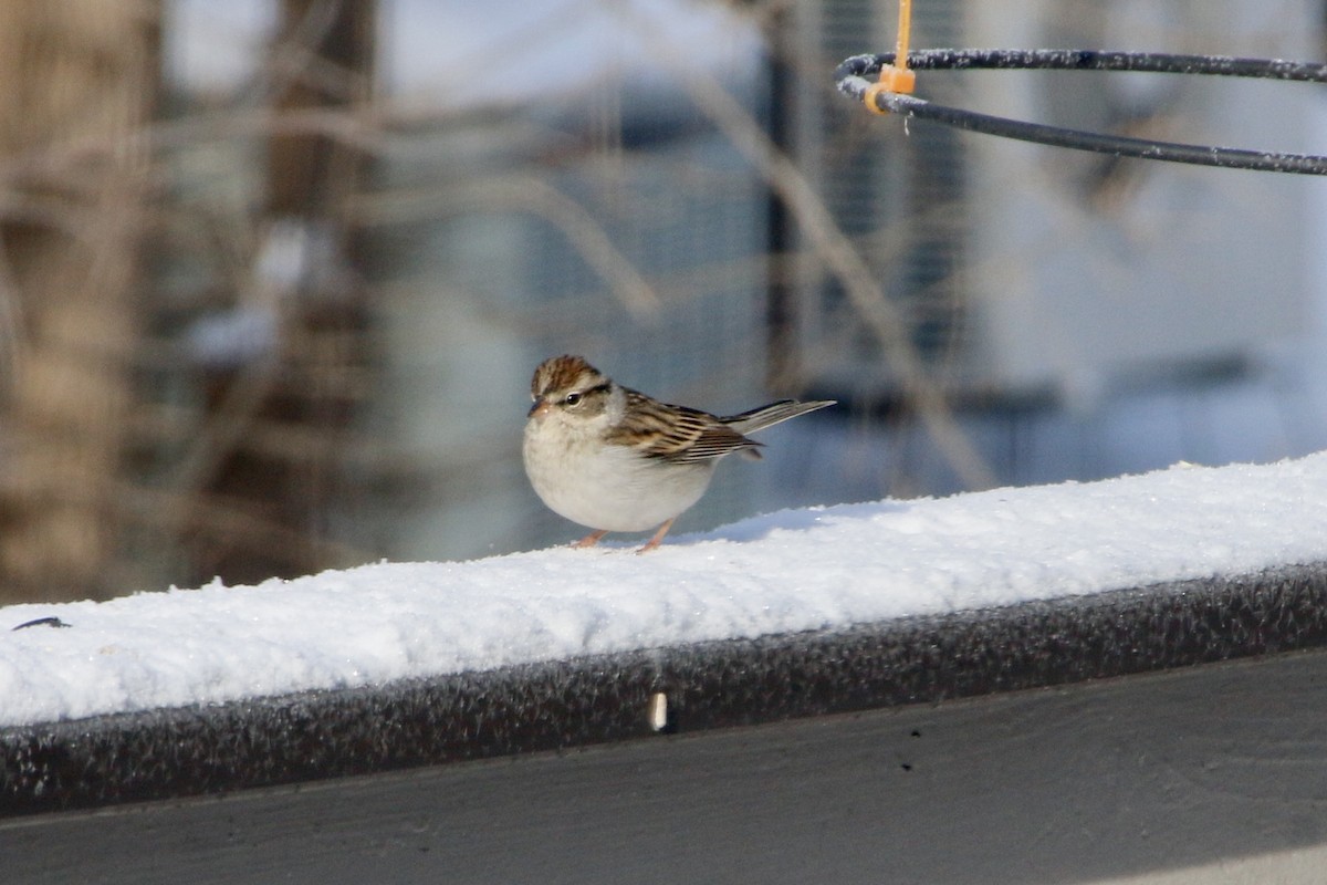 Chipping Sparrow - ML293900271