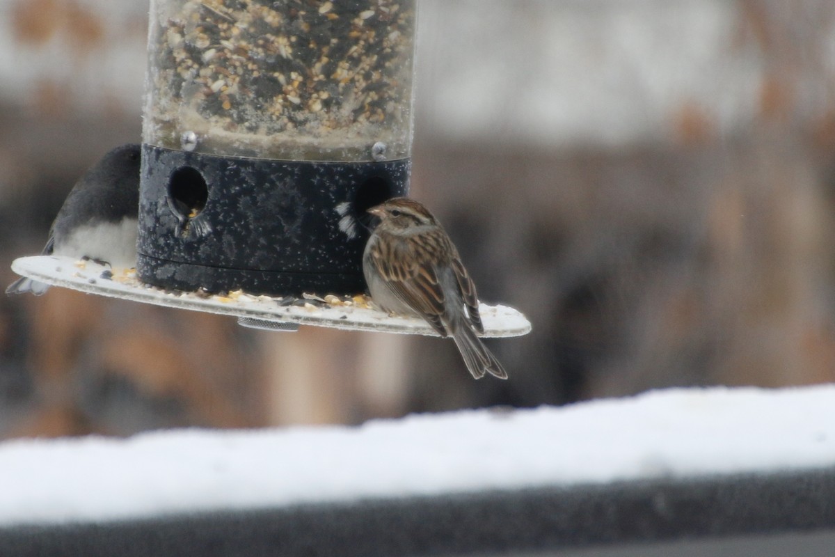 Chipping Sparrow - ML293900291