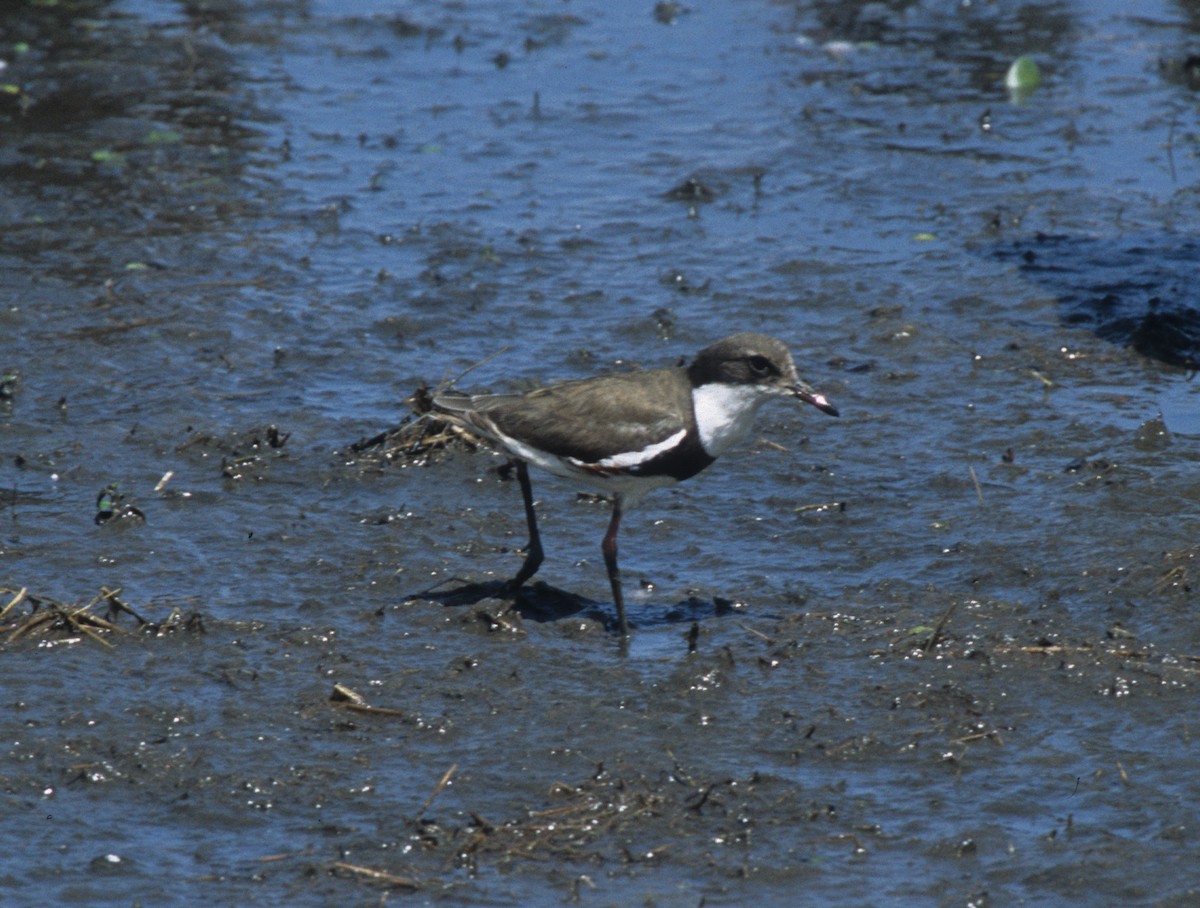 Red-kneed Dotterel - ML293900901