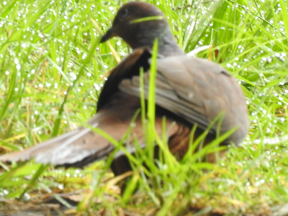 Brown Cuckoo-Dove - ML293905561