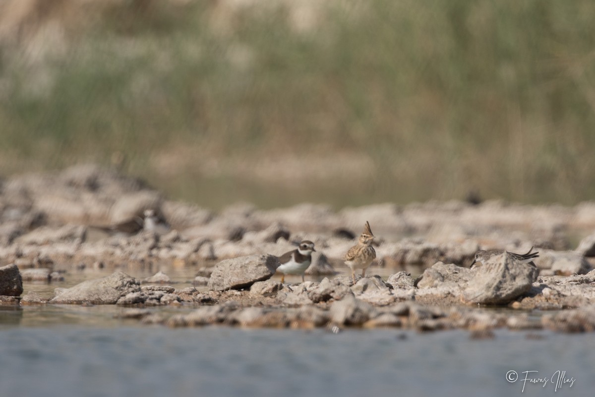 Common Ringed Plover - Fawas Illias