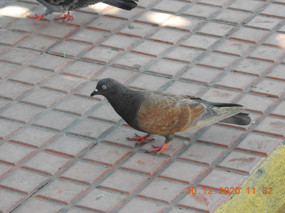 Rock Pigeon (Feral Pigeon) - ML293940971