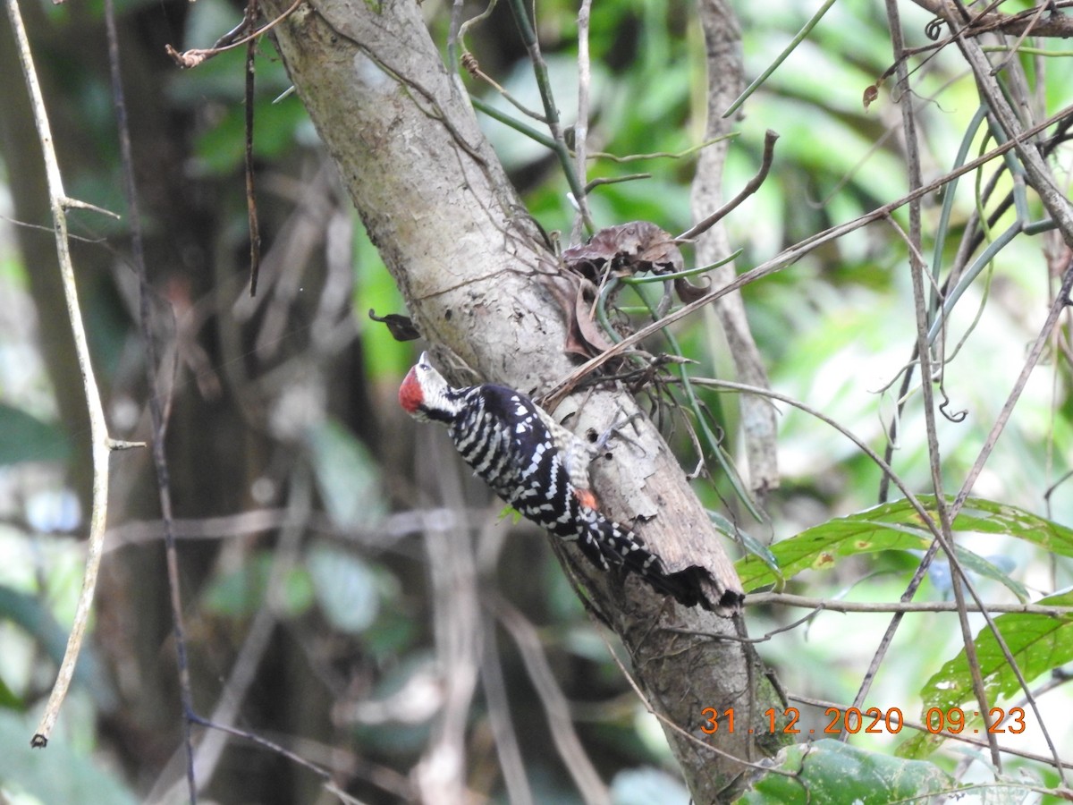 Freckle-breasted Woodpecker - ML293942021