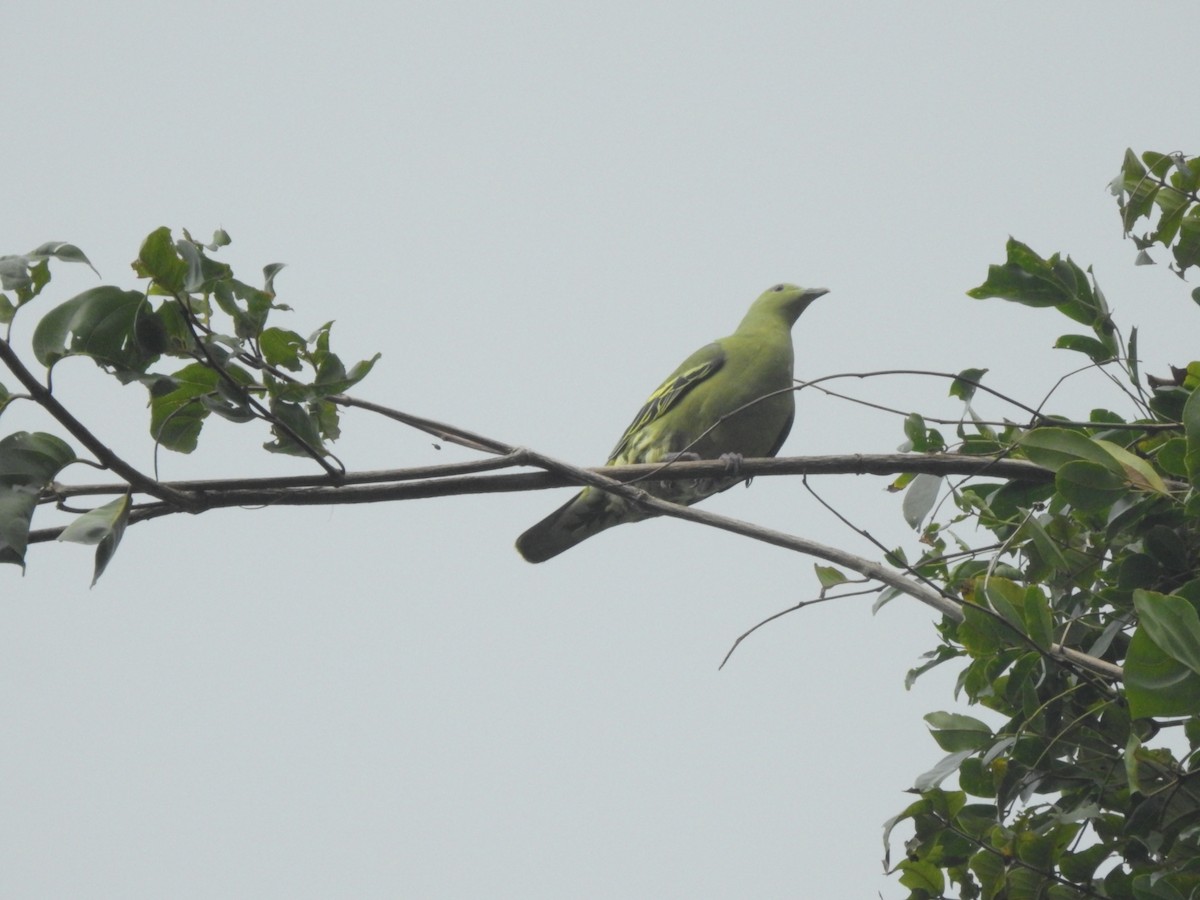 Andaman Green-Pigeon - ML293942561