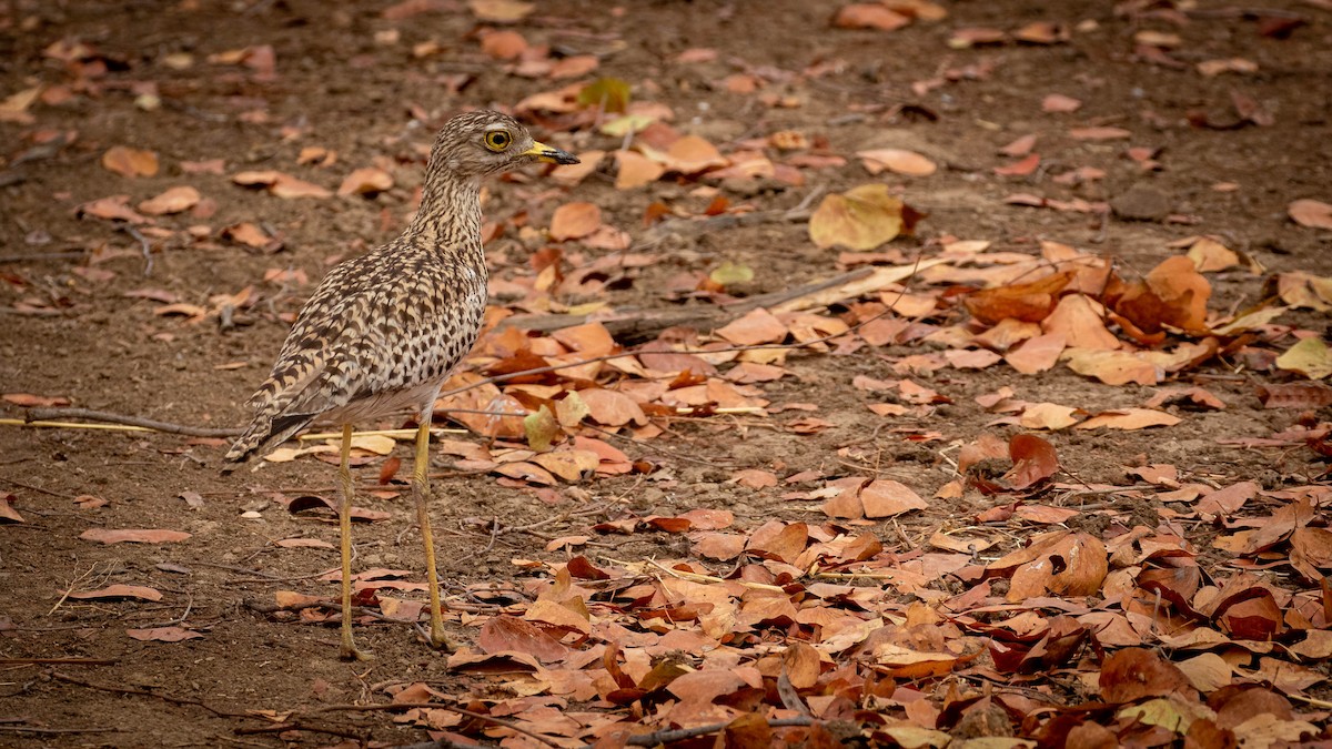 Spotted Thick-knee - Michael Riffel
